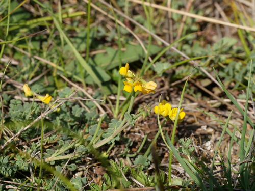 Coronilla minima
