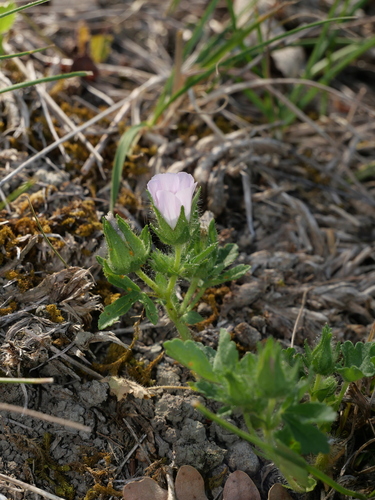 Rough Marsh-mallow