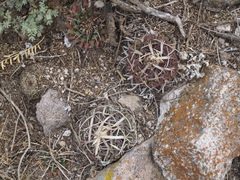 Echinofossulocactus dichroacanthus