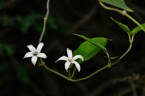 Jasminanthes mucronata