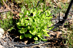 Persoonia cornifolia