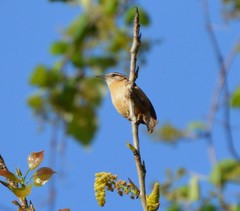 Thryothorus ludovicianus