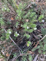 Acrotriche serrulata