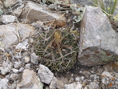 Echinofossulocactus dichroacanthus