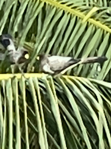 Western Plantain-eater