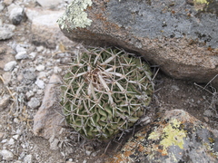 Echinofossulocactus dichroacanthus