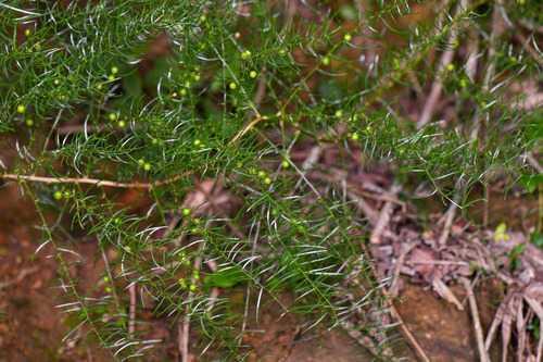 Wild Asparagus