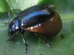 Gastrophysa atrocyanea