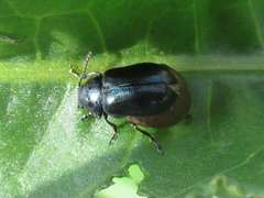 Gastrophysa atrocyanea