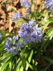 Hyacinthoides italica