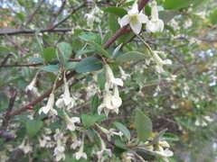 Elaeagnus multiflora