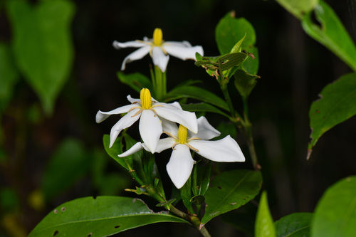 common gardenia