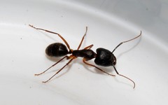 Camponotus samius