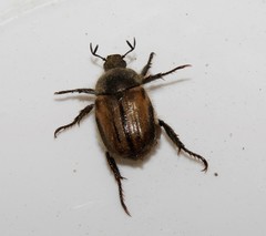 Blitopertha lineolata