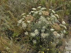 Seseli gummiferum