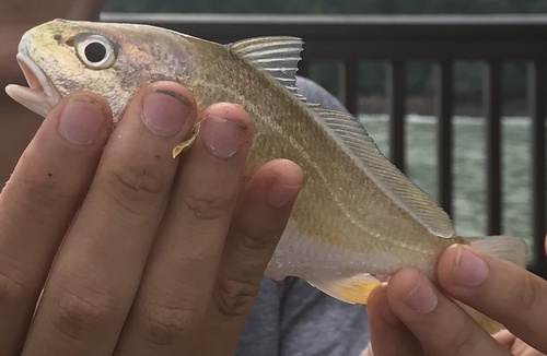 Karut croaker (Johnius carutta) — Sciaenidae
