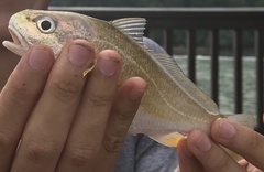 Jew Fish photo 1
