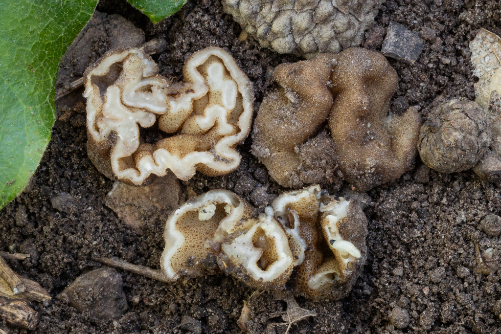 Genea sp. 'AZ04'