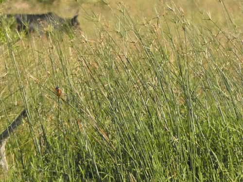 iNaturalist image
