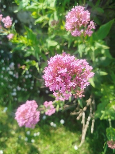 Red Valerian
