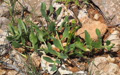 Heptaptera anisoptera