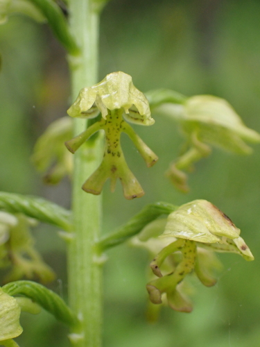 Small-dotted Orchid