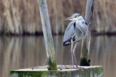 Ardea cinerea