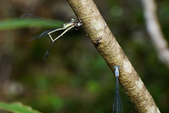 Labidiosticta vallisi