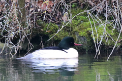 Mergus merganser