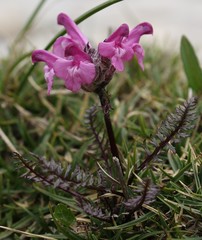 Pedicularis rosea