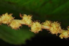 Boehmeria macrophylla