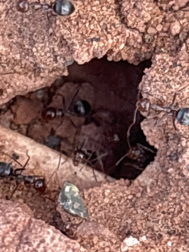 Mimicus-flaviceps-group Honeypot Ants