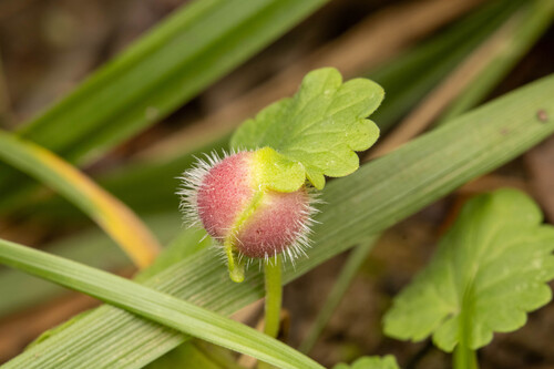 Glechoma gall wasp photo 6