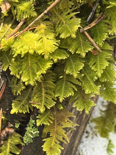 Ostrich-plume Moss