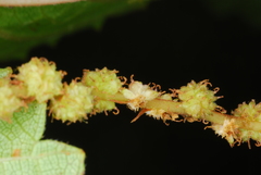 Boehmeria macrophylla