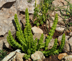 Cruciata articulata
