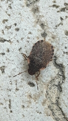 Sciocoris sideritidis
