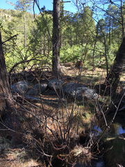 Salix × reichardtii