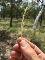 Aristida latifolia