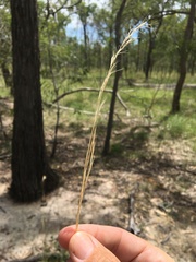 Aristida latifolia