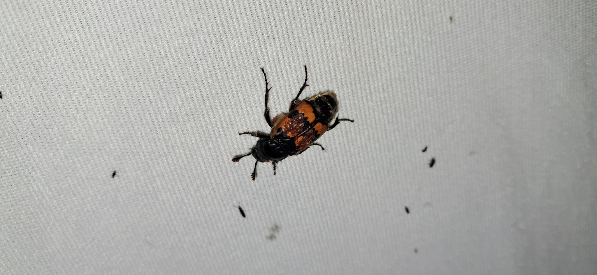 Poecilochirus necrophori Vitzthum, 1930