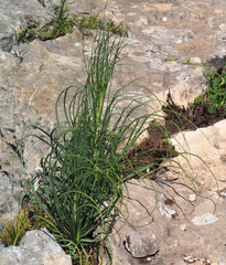 Asphodeline brevicaulis