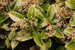 Skimmia