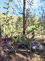 Salix × reichardtii