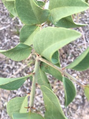 Capparis canescens