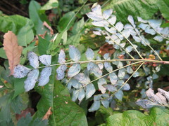 Siphoninus phillyreae