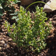 Lysimachia linum-stellatum