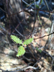 Salix × reichardtii