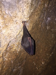 Rhinolophus hipposideros