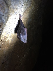 Rhinolophus hipposideros